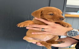 Labrador Retriever dogs for sale: KC registered Fox Red Labrador puppies  - Image 12