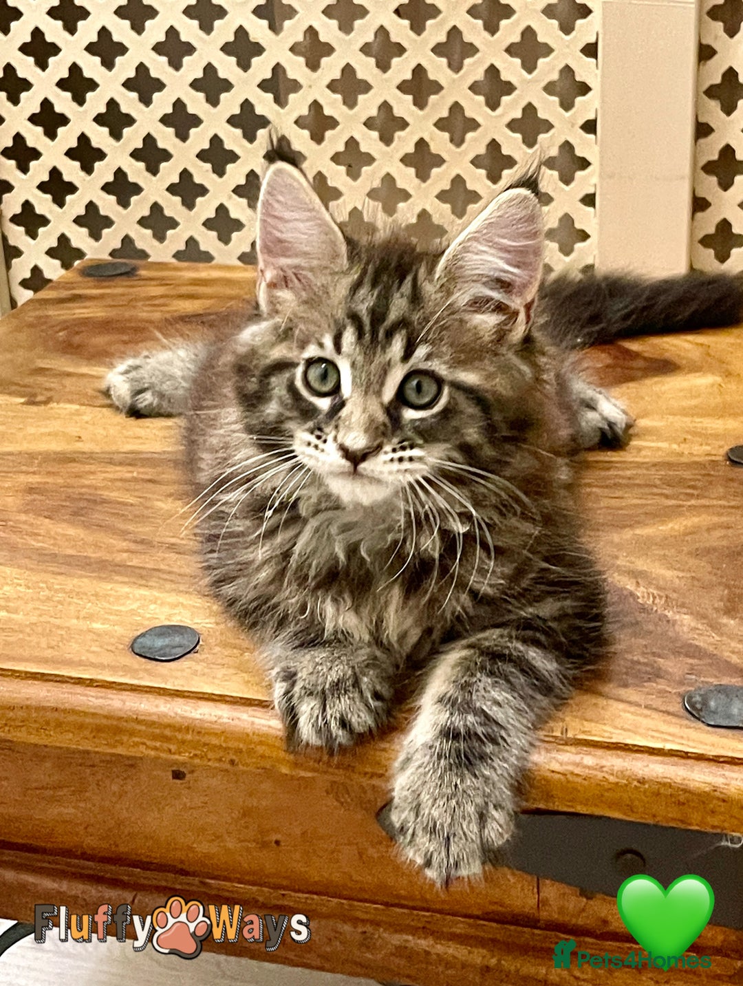 Maine Coon cats for sale: 🐾🦁 *TICA* MAINE COON KITTENS 🧬 DNA CLEAR 🦁🐾 - Image 11