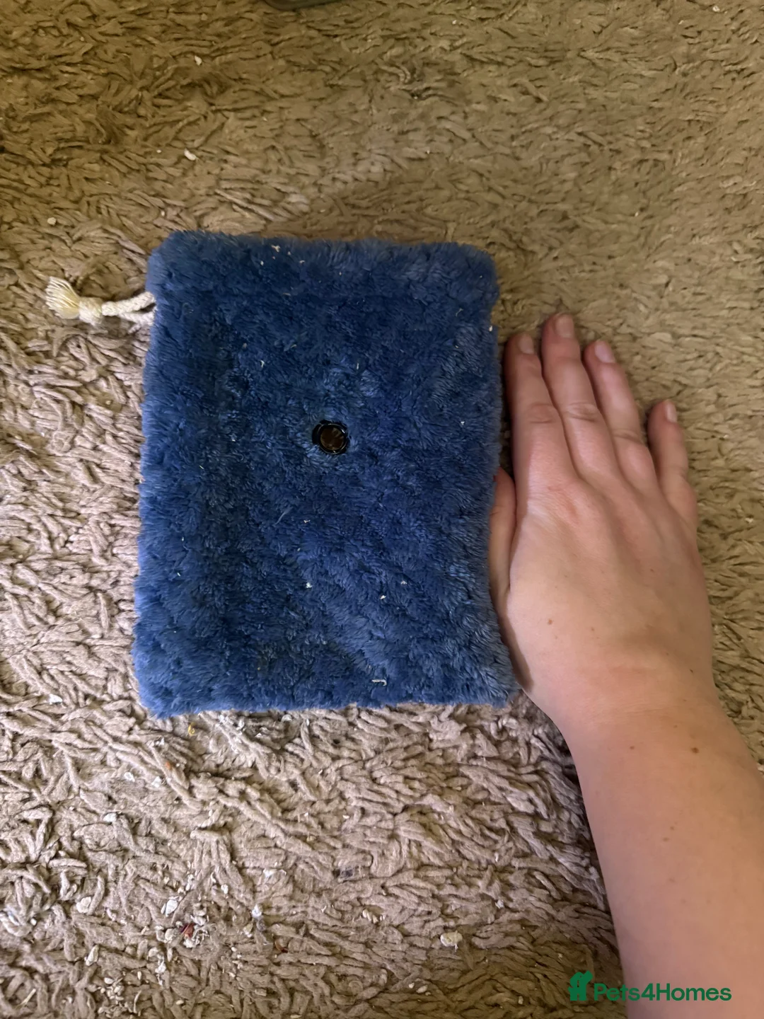 Sugar Glider rodents for sale: 3 female sugar gliders and set up - Advert 25