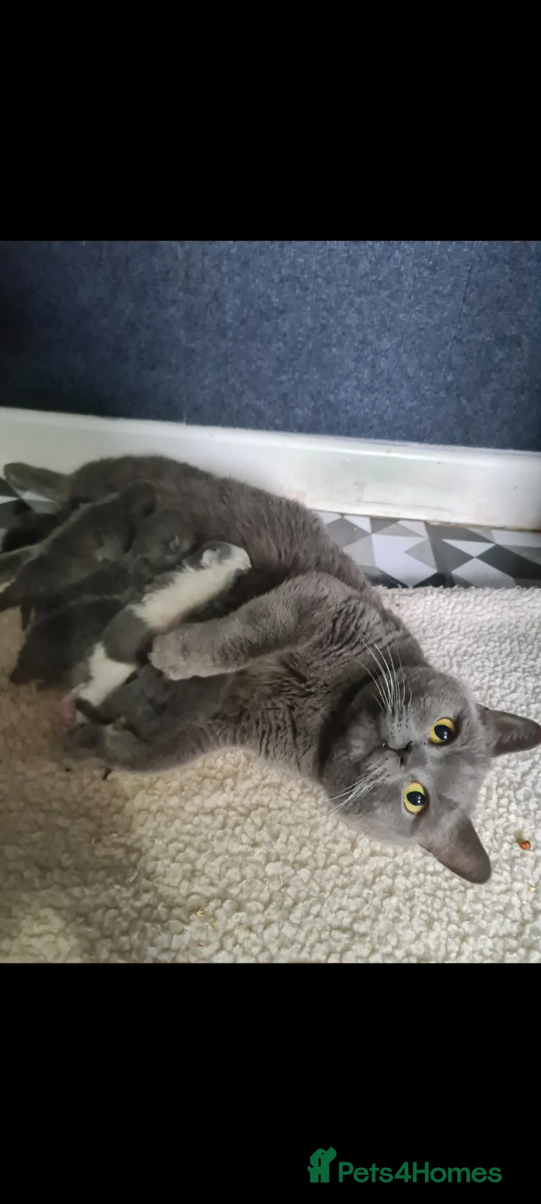 British Shorthair cats for sale: British Shorthair kittens  - Advert 8