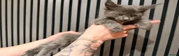 Maine Coon cats for sale: LAST 3 BEAUTIFUL MAINECOON KITTENS - Advert 4