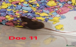 Mouse rodents for sale: Fancy Mice  - Image 7