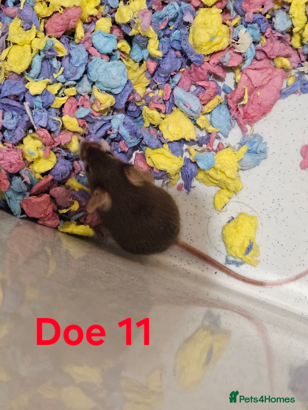 Mouse rodents for sale: Fancy Mice  - Image 7
