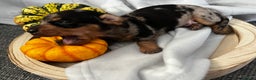 Miniature Dachshund dogs for sale: REDUCED One female stunning miniature dachshund - Advert 9