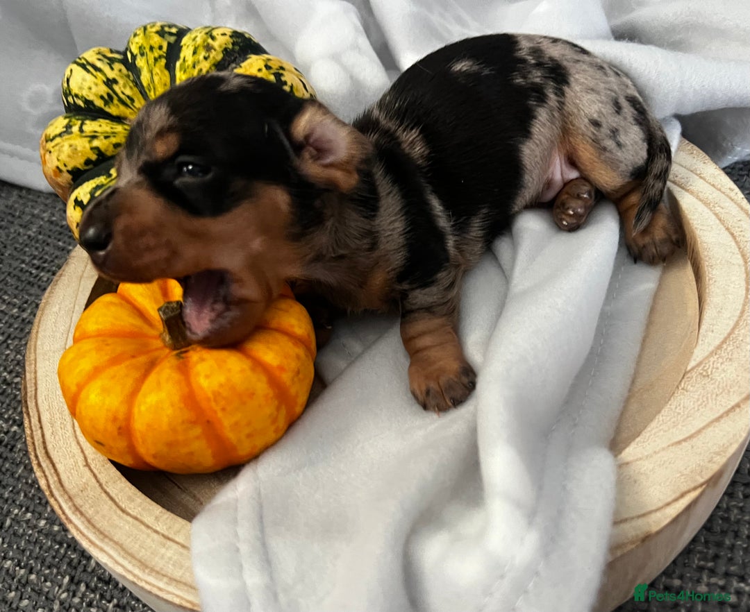 Miniature Dachshund dogs for sale: REDUCED One female stunning miniature dachshund - Advert 9