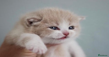 British Shorthair cats - Advert 13