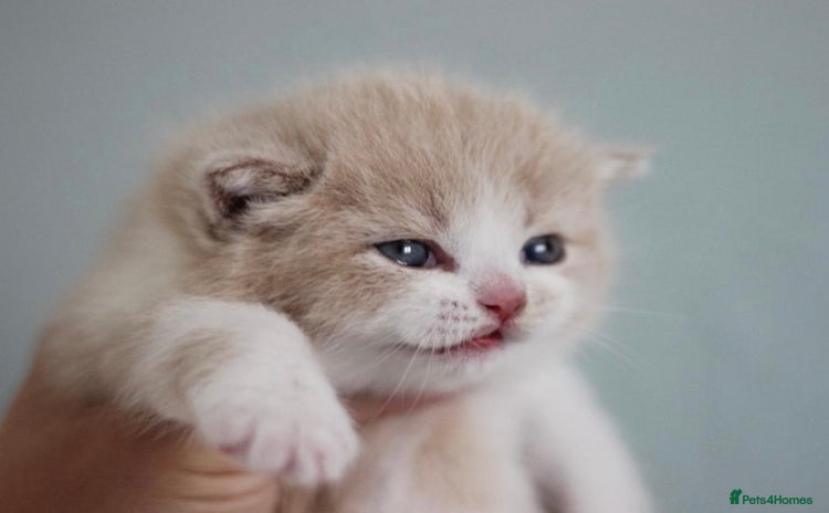 British Shorthair cats - Advert 13