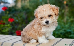 Maltipoo dogs for sale: Gorgeous Maltipoo Puppies – 3 Boys & 3 Girls - Image 3