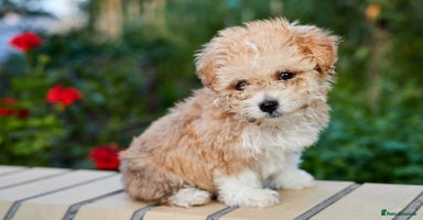 Maltipoo dogs - Advert 2