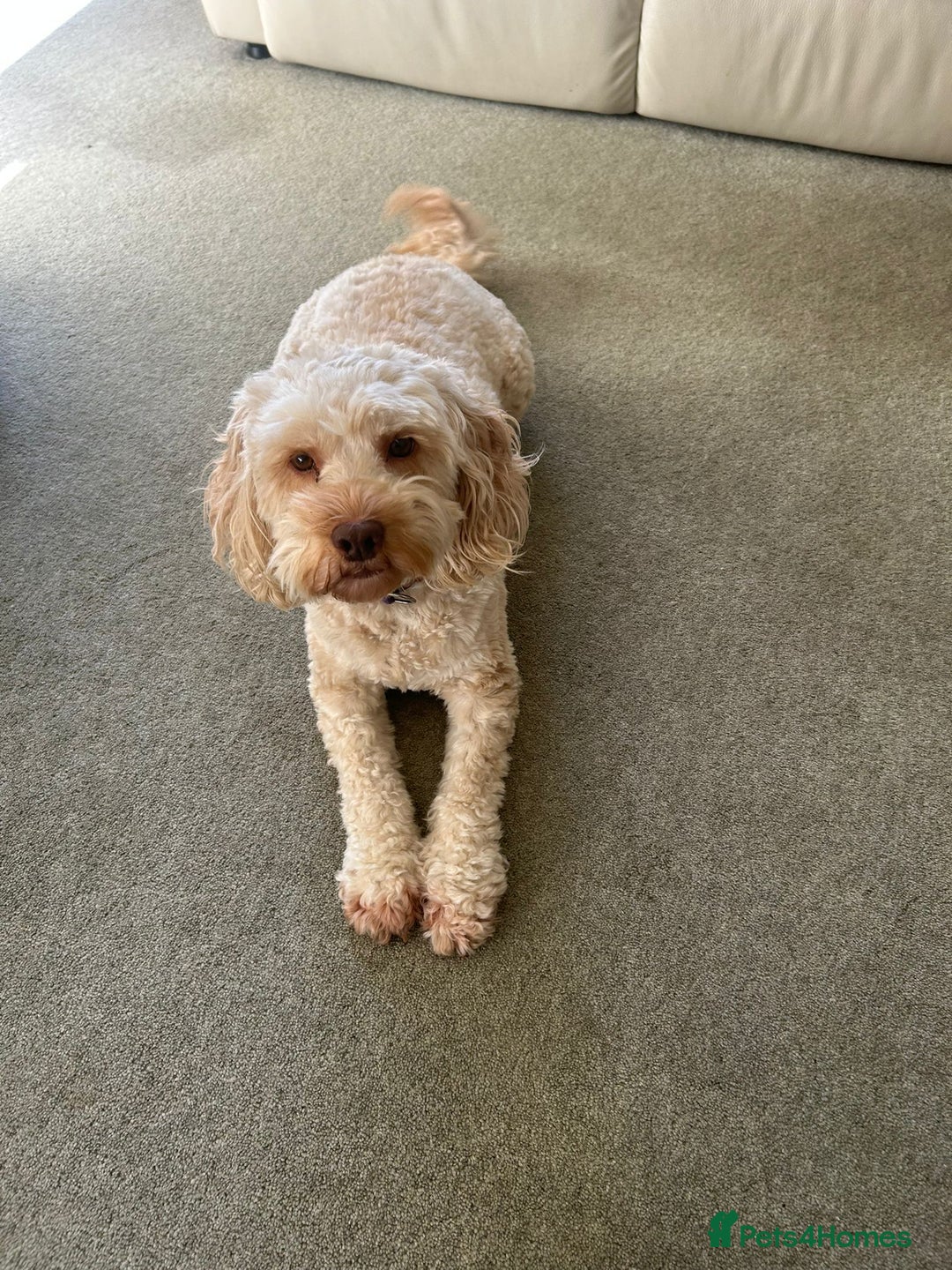 Cockapoo dogs for sale: 6 1/2 Year Old Cockapoo - Advert 5