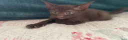 Siamese cats for sale: Siamese x Maine coon kittens - Advert 11