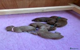 Goldendoodle dogs for sale: Stunning F2B Goldendoodles - Image 35