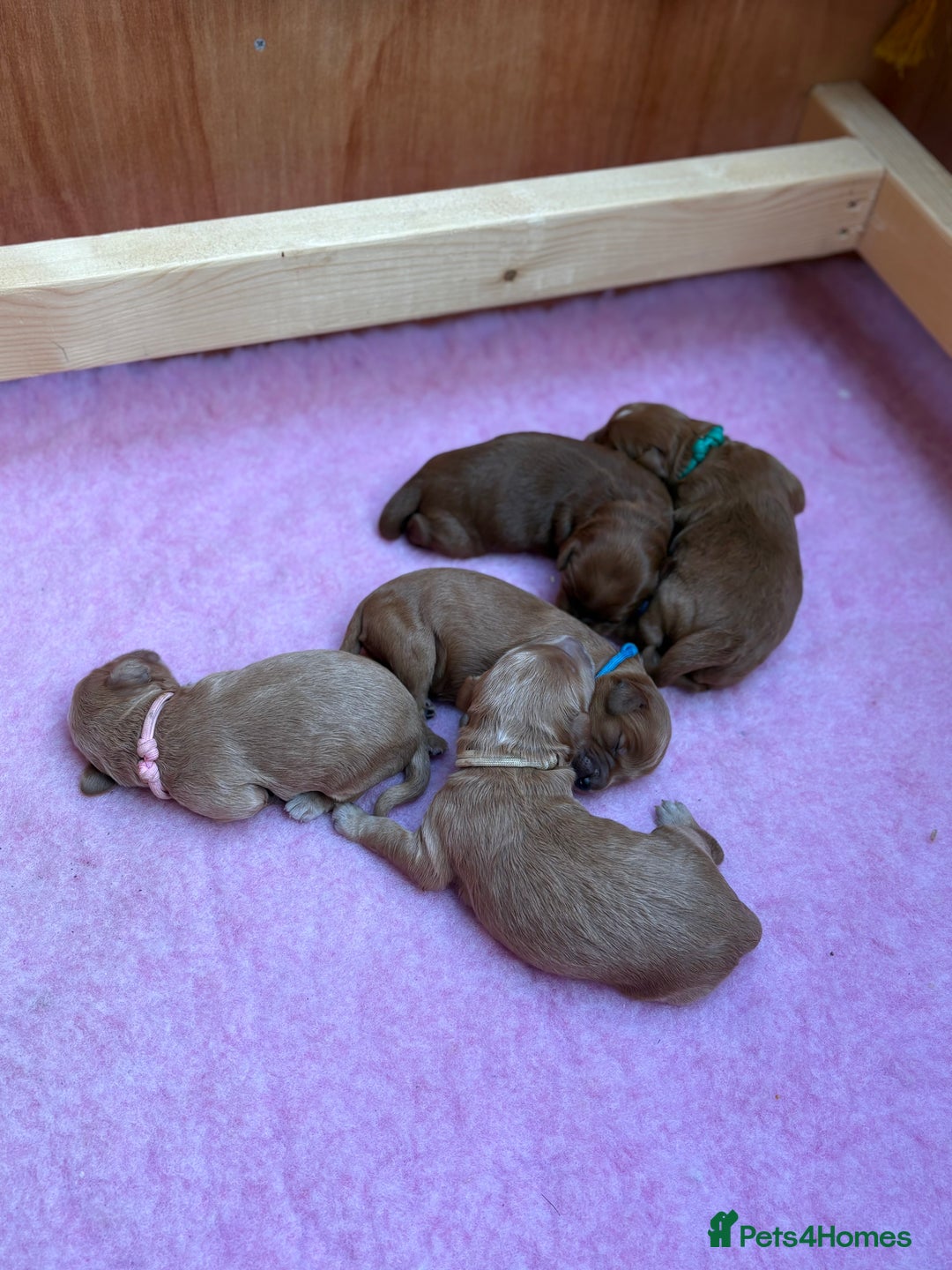 Goldendoodle dogs for sale: Stunning F2B Goldendoodles - Image 35
