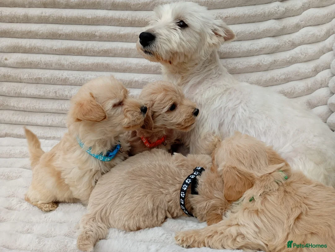 West Highland Terrier dogs for sale: Westiepoo puppies  - Advert 2