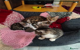 Mixed Breed cats for sale: 3 mix Bengal kittens - Image 6