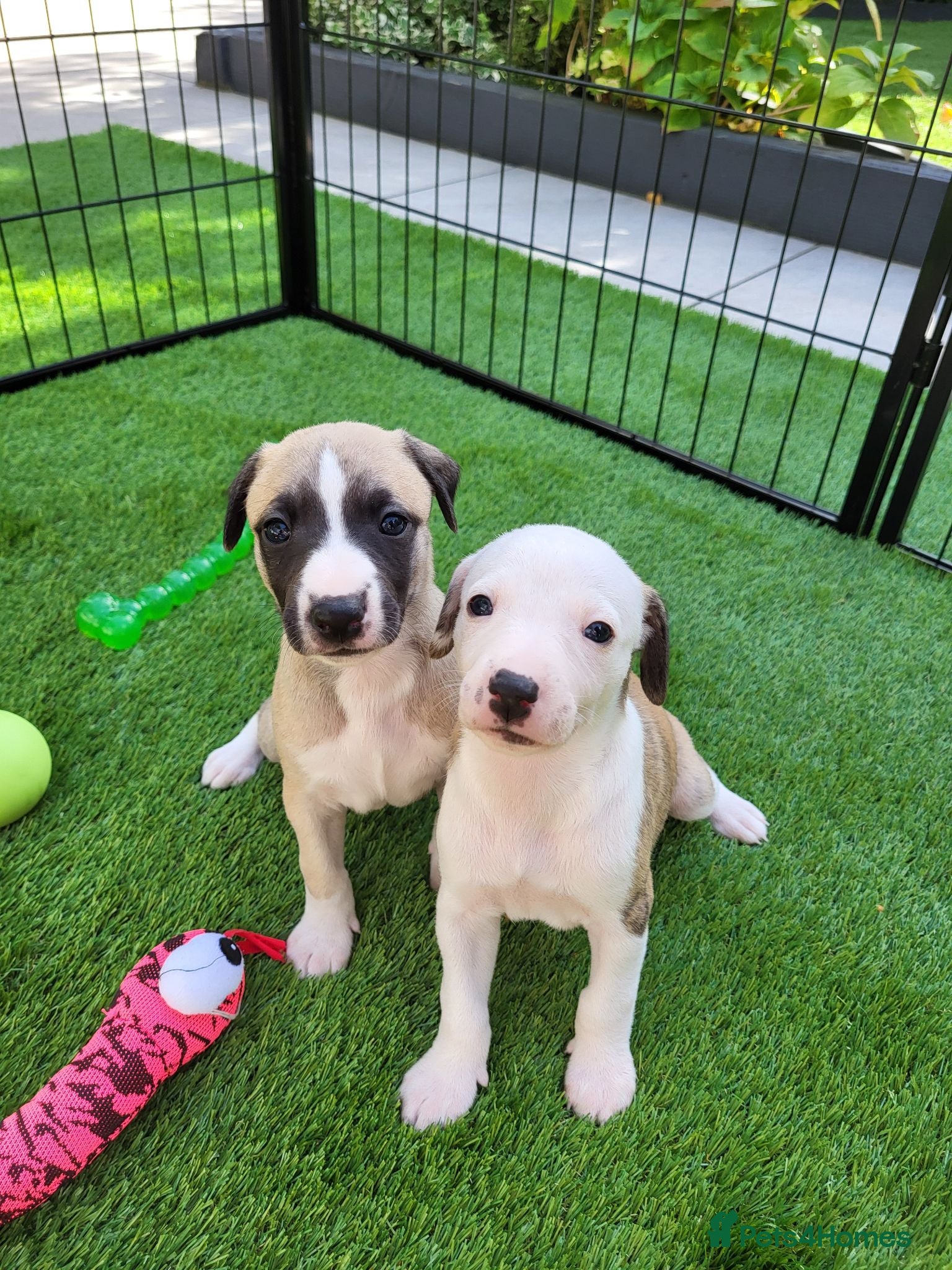 Whippet dogs KC Gorgeous Whippet pups. - Advert 2
