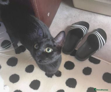 Mixed Breed cats VIVIEN - Advert 9