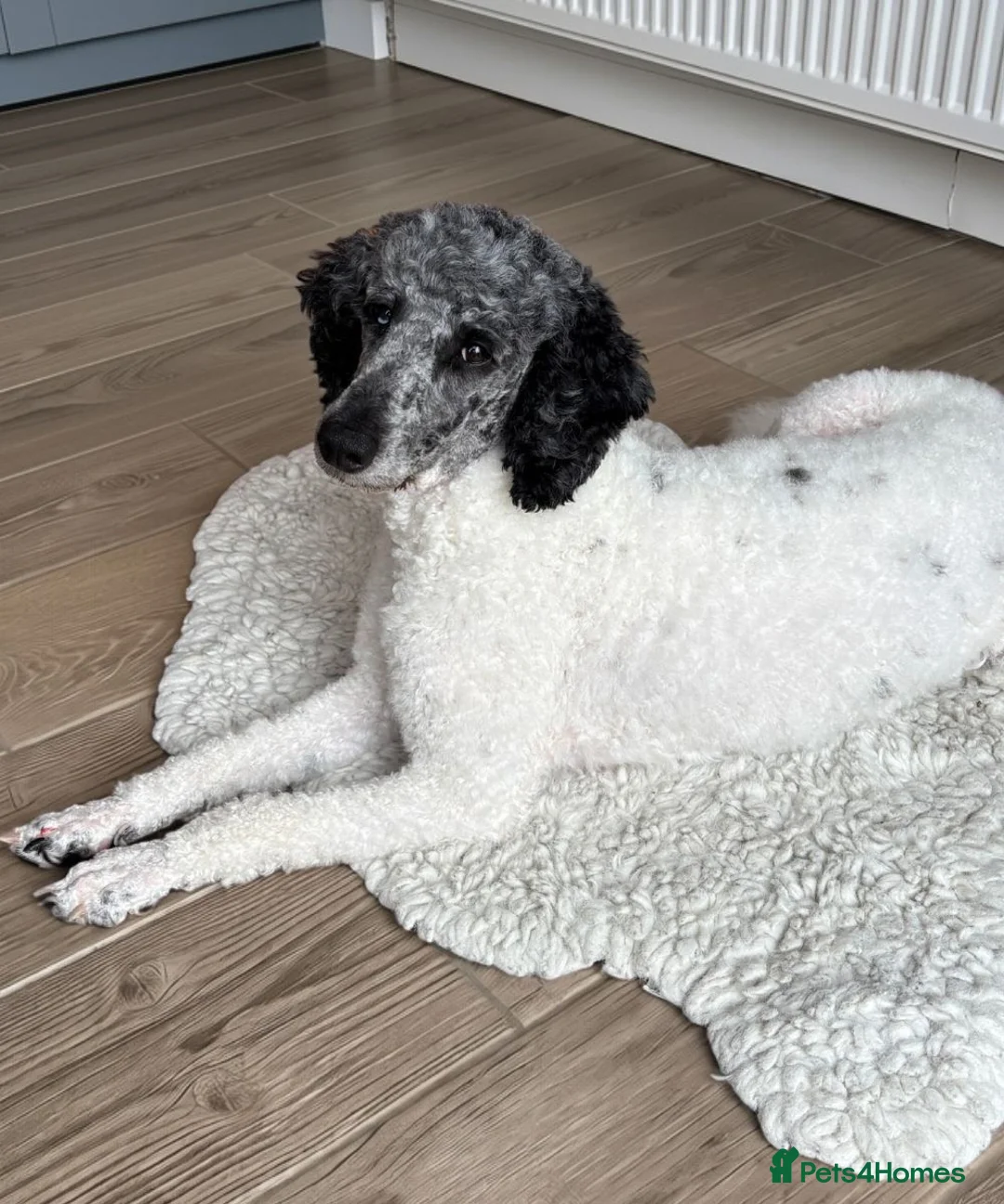 Miniature Poodle dogs for sale: 🌟 Rare Beautiful Blue Merle Parti Poodle Girl 🌟 - Advert 2