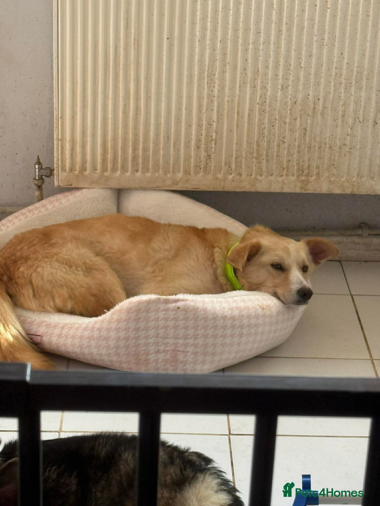 Mixed Breed dogs Gorgeous George  - Advert 1