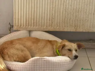 Mixed Breed dogs Gorgeous George - Advert 1