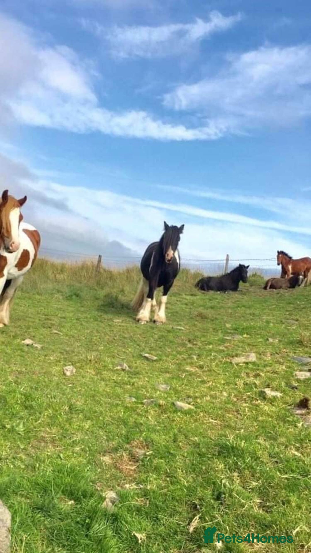 Irish Cob horses for sale: Cob mare 14.2 NO TIMEWASTERS/DAYDREAMERS THANKS  - Image 1