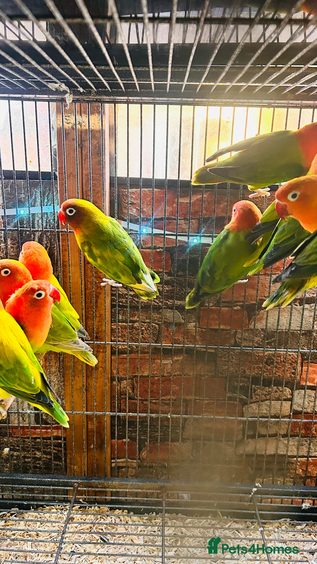 Lovebirds birds for sale: Various Fischer /masked lovebirds for sale  - Advert 7