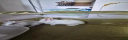 Lionhead rabbits for sale: Lionhead Dward Rabbits - Advert 2