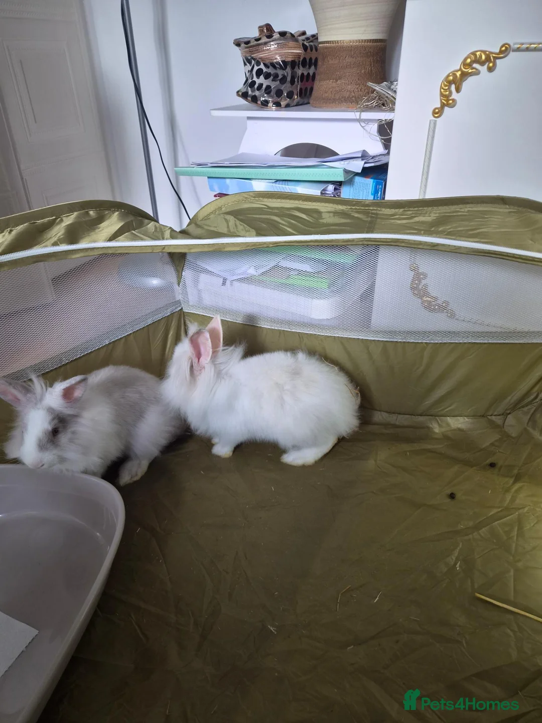 Lionhead rabbits for sale: Lionhead Dward Rabbits - Advert 2