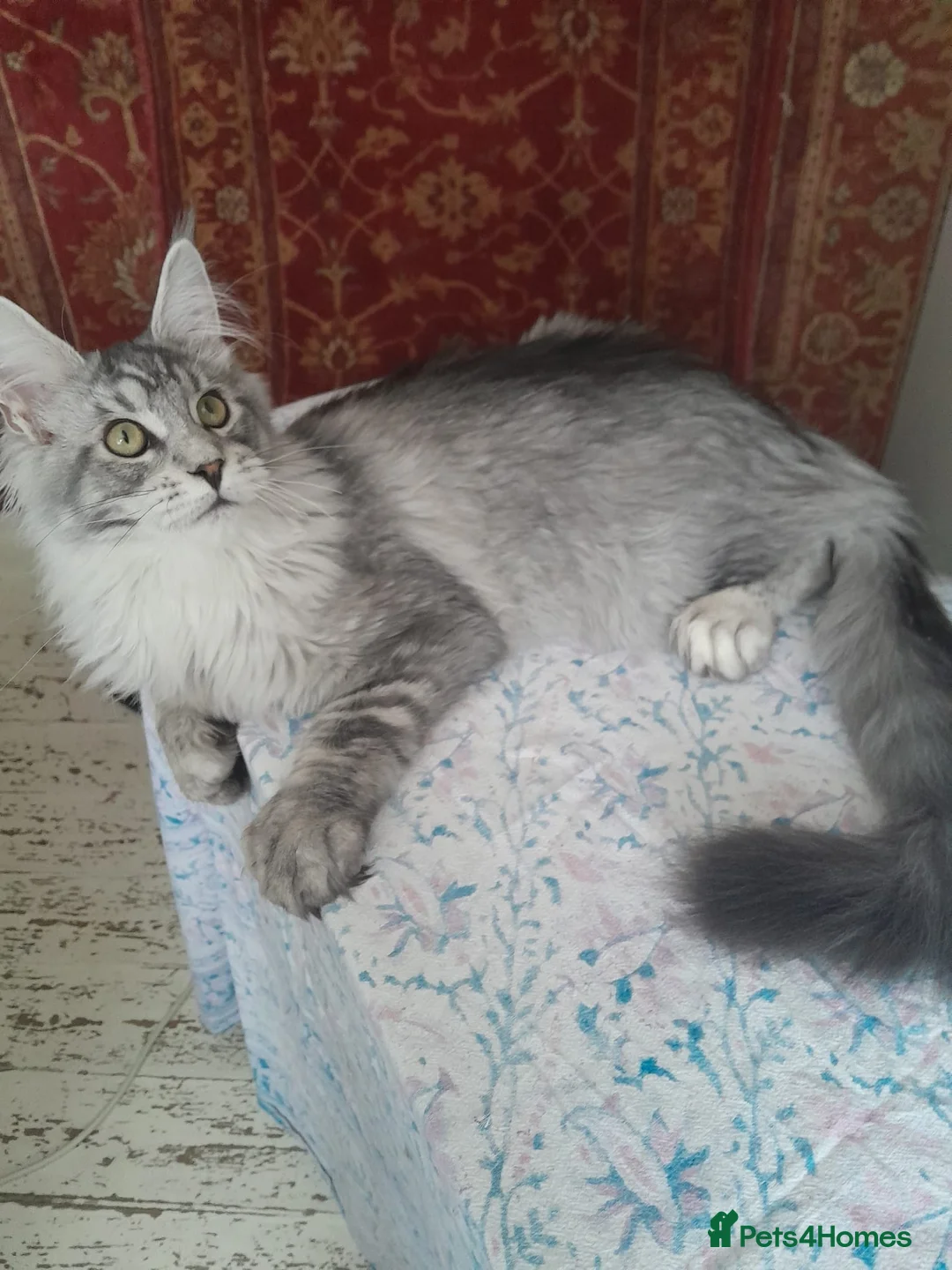 Maine Coon cats for sale: black silver ticked&white boys TICA maine coons - Advert 16