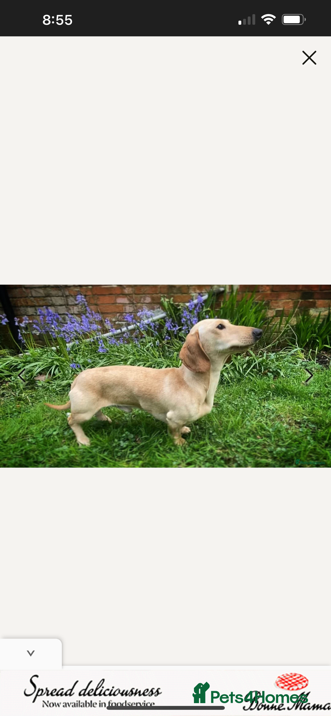 Miniature Dachshund dogs for sale: 🥰 Cream Dapple smooth haried Dachshunds 🥰 - Image 9