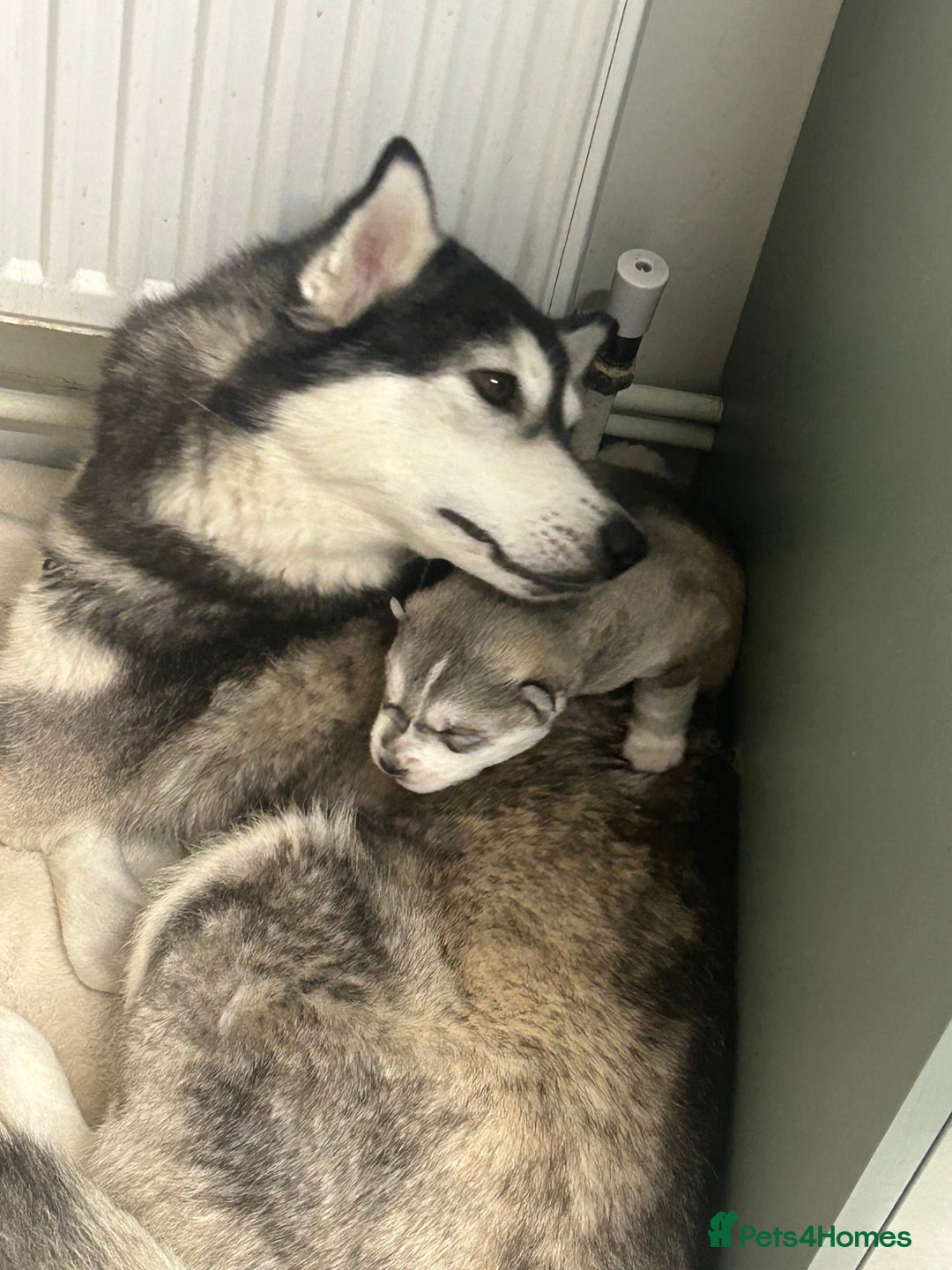 Siberian Husky dogs for sale: 2 beautiful puppy’s  - Advert 5
