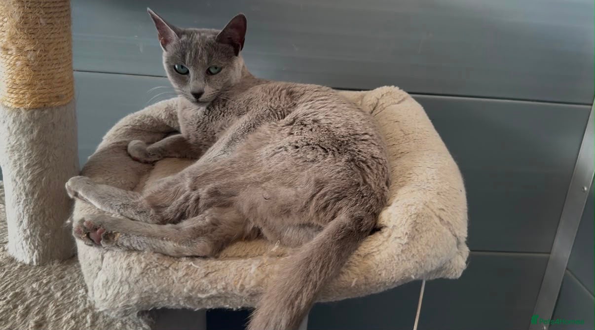 Russian Blue cats Beautiful russian blue girl in need new home - Advert 9
