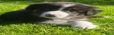 Border Collie Puppy 2