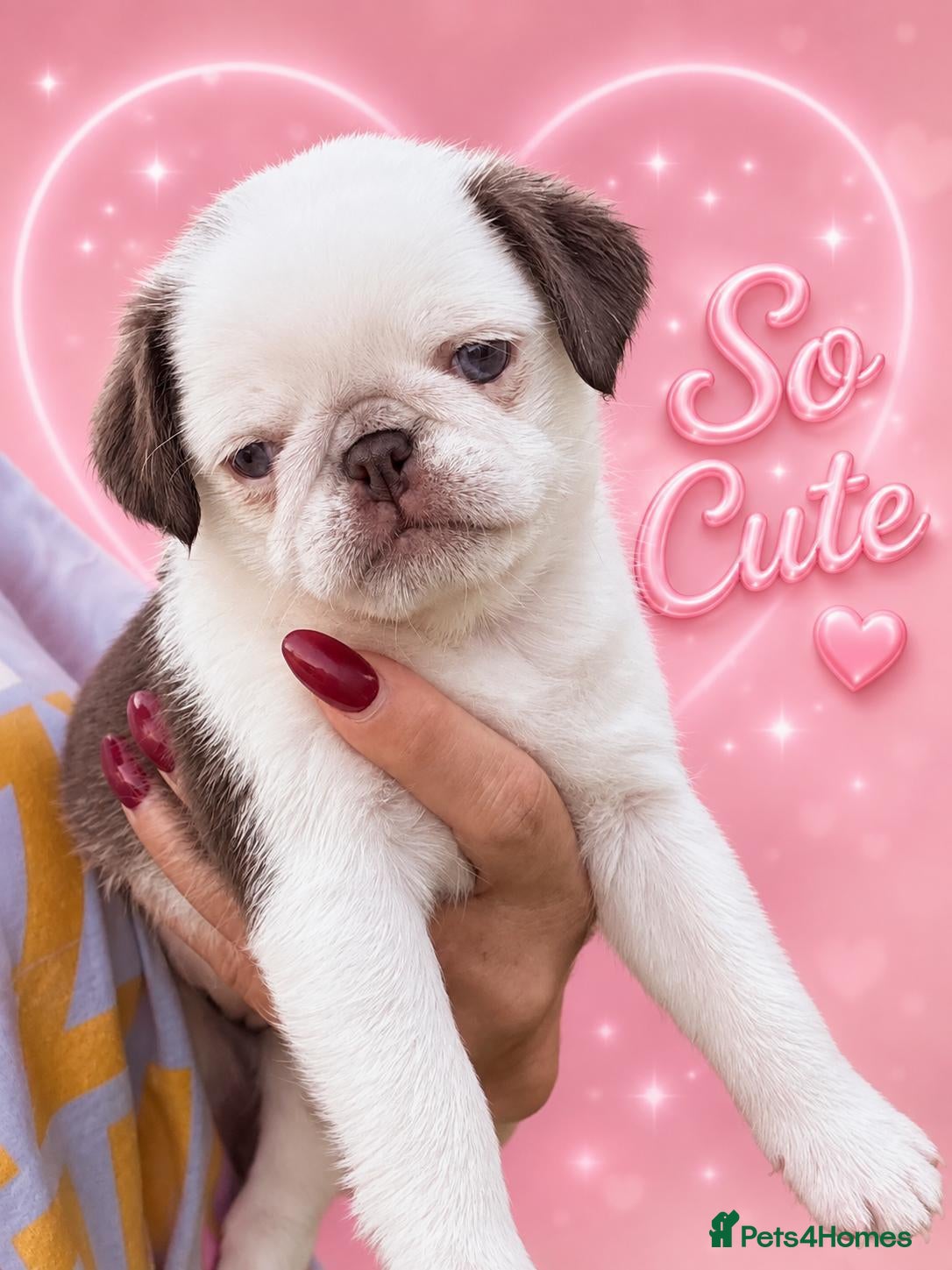Pug dogs Beautiful Exotic Pug Puppies - Advert 1