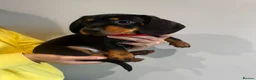 Dachshund dogs for sale: Stunning Standard Datchhound puppies    - Advert 3