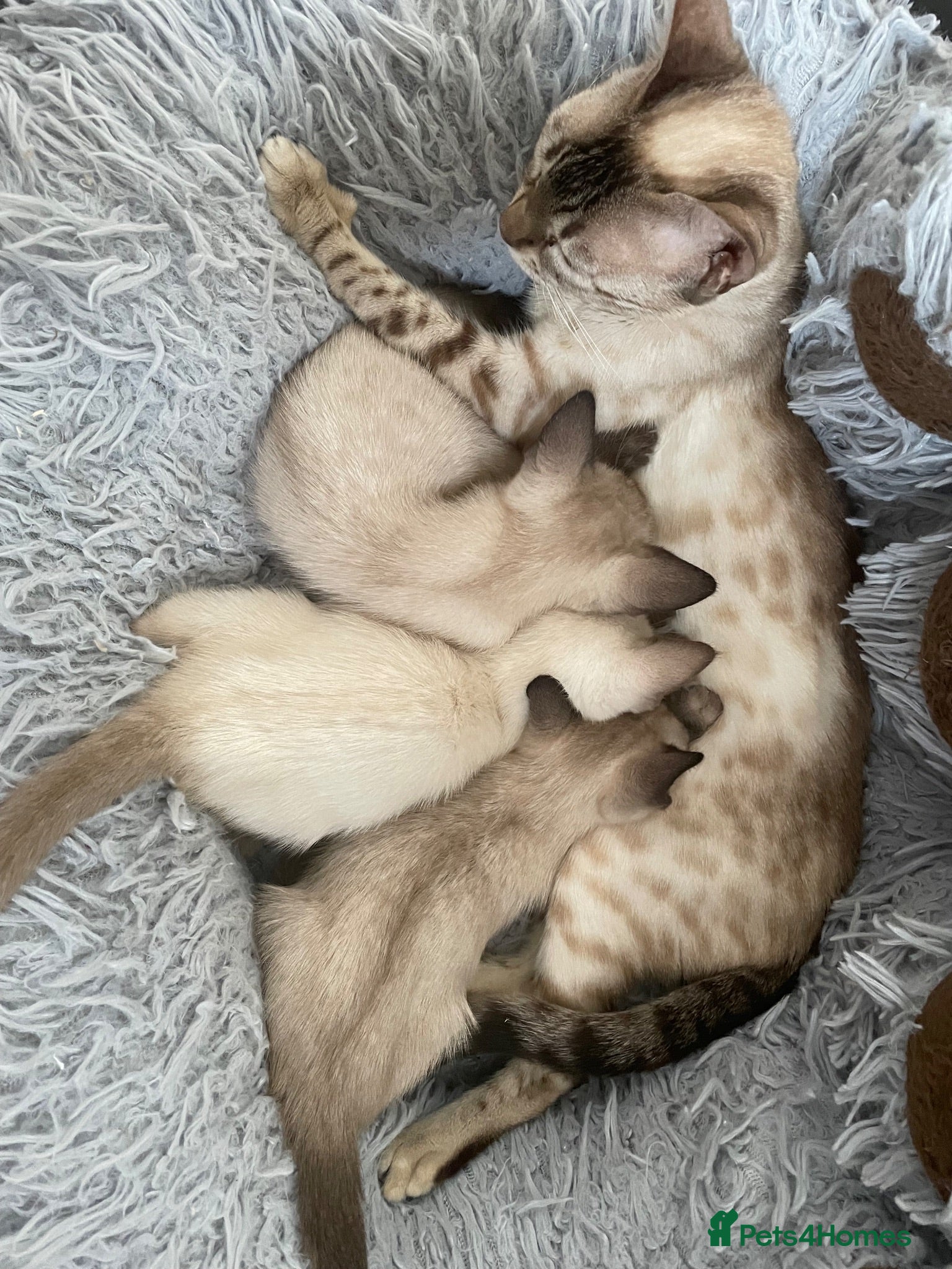 Bengal cats ❤️ 3 ABSOLUTELY BEAUTIFUL FELINES SO FRIENDLY ❤️ - Advert 15