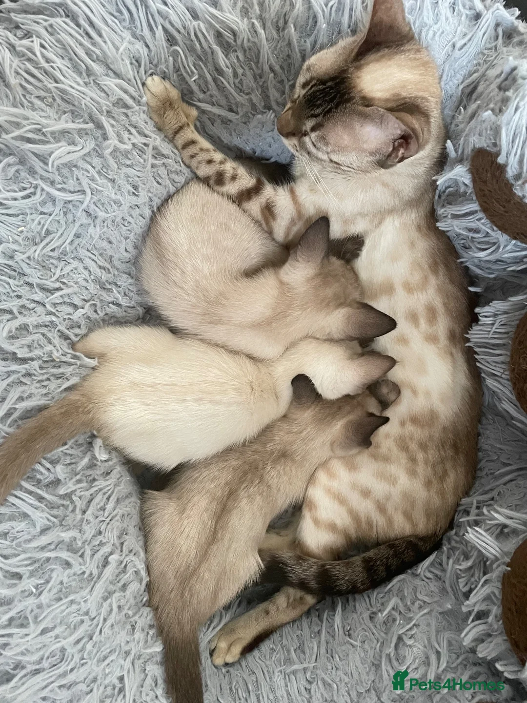Bengal cats for sale: ❤️ 3 ABSOLUTELY BEAUTIFUL FELINES SO FRIENDLY ❤️ - Advert 1