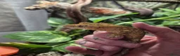 Gecko reptiles for sale: Crested geko and full set up - Advert 5