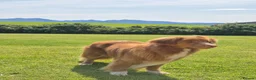 Nova Scotia Duck Tolling Retriever dogs for sale: Scalpsie Toller Puppies  - Advert 6