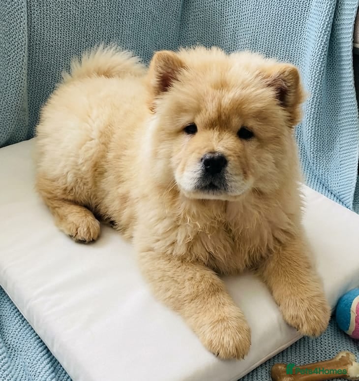 Chow Chow dogs RKC reg Chow chow puppies  - Advert 7