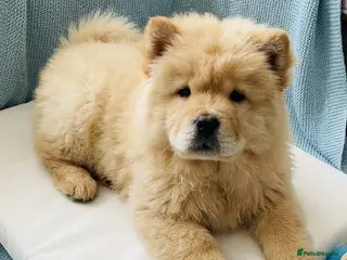 Chow Chow dogs RKC reg Chow chow puppies - Advert 7