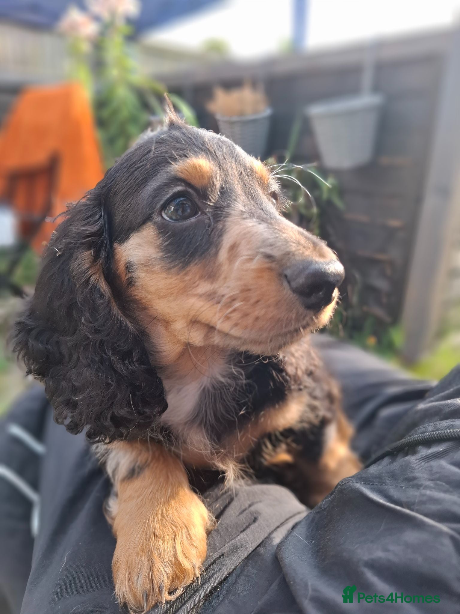 Miniature Dachshund dogs Long Haired miniature dachshund 2 boys  - Advert 6