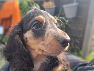 Miniature Dachshund dogs Long Haired miniature dachshund 2 boys - Advert 6