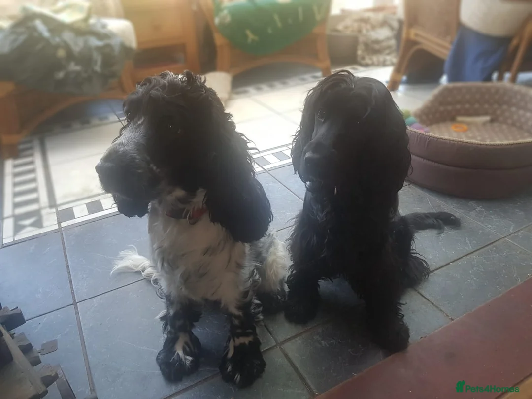 Cocker Spaniel dogs for sale: Sisters sad sale - Advert 1