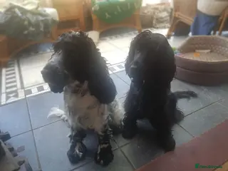 Cocker Spaniel dogs Sisters sad sale - Advert 5