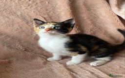British Shorthair cats for sale: 4 British short hair kittens left Calico girls - Image 7
