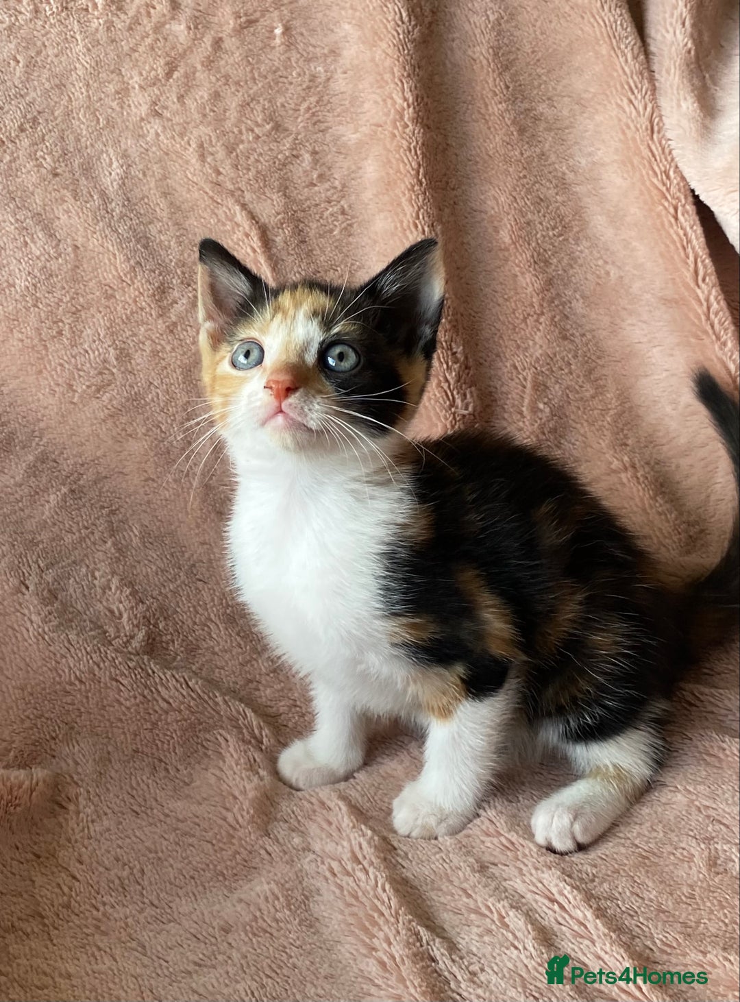 British Shorthair cats for sale: 4 British short hair kittens left Calico girls - Image 7
