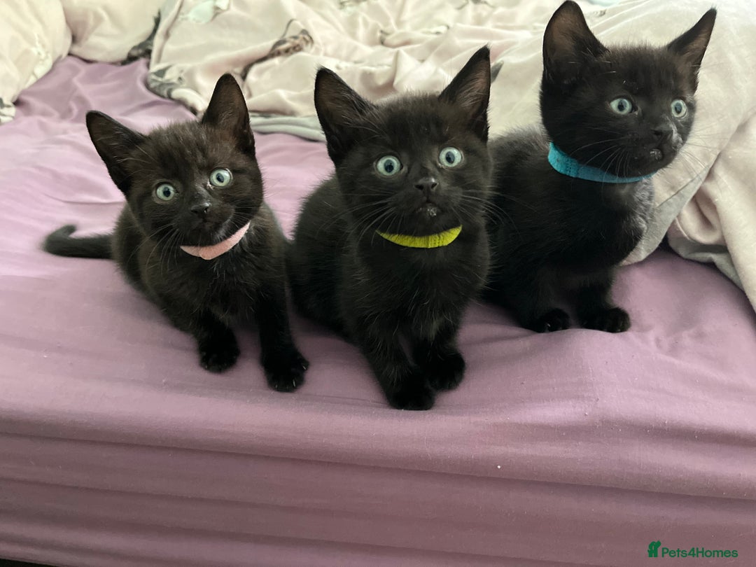 Mixed Breed cats for sale: Male black kitten - ready now - Image 15