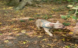 French Bulldog dogs for sale: Lilac Fawn French Bulldog  - Image 4