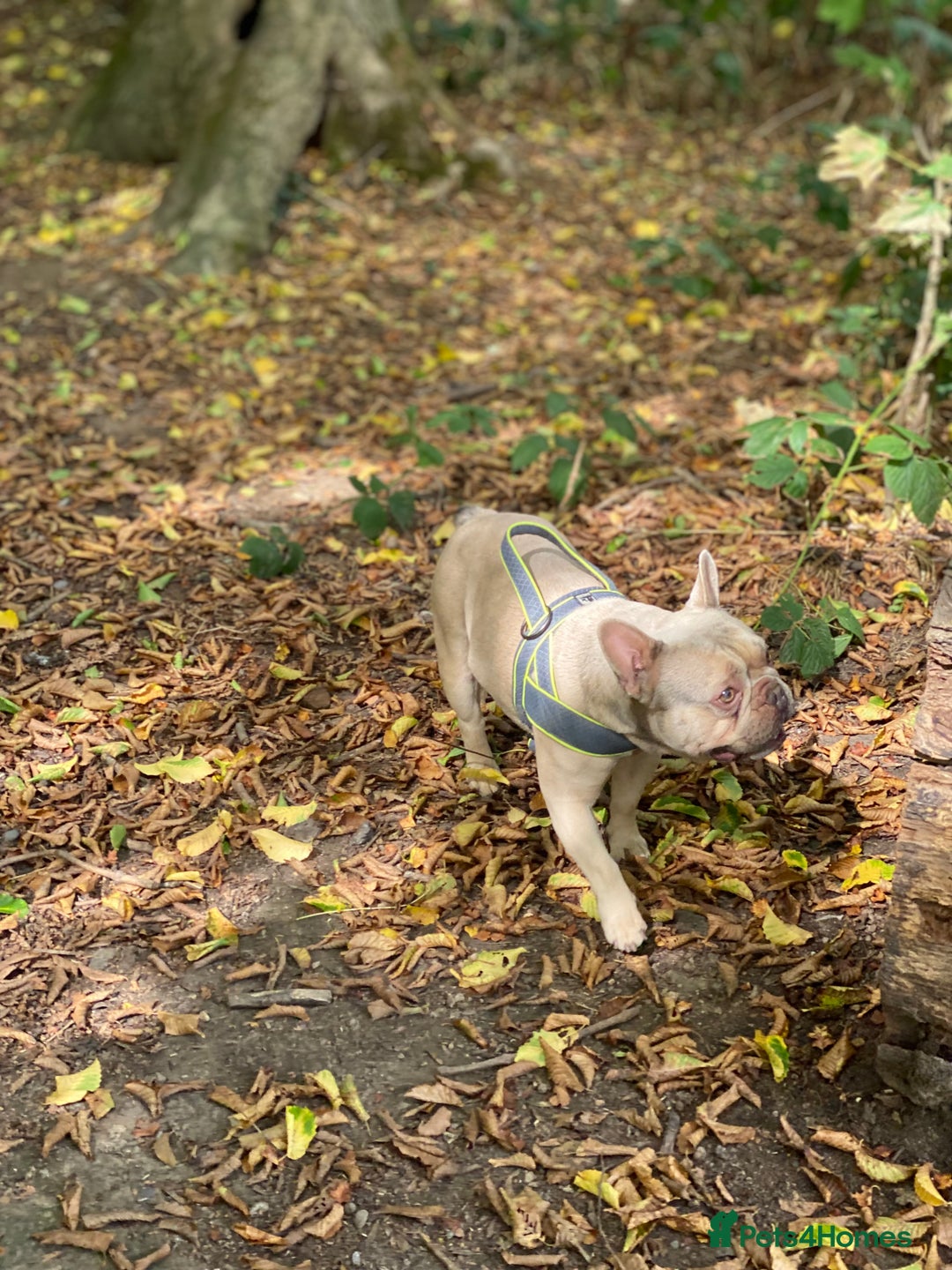 French Bulldog dogs for sale: Lilac Fawn French Bulldog  - Image 4